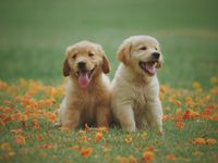 Inulin prebiotic fiber for probiotics