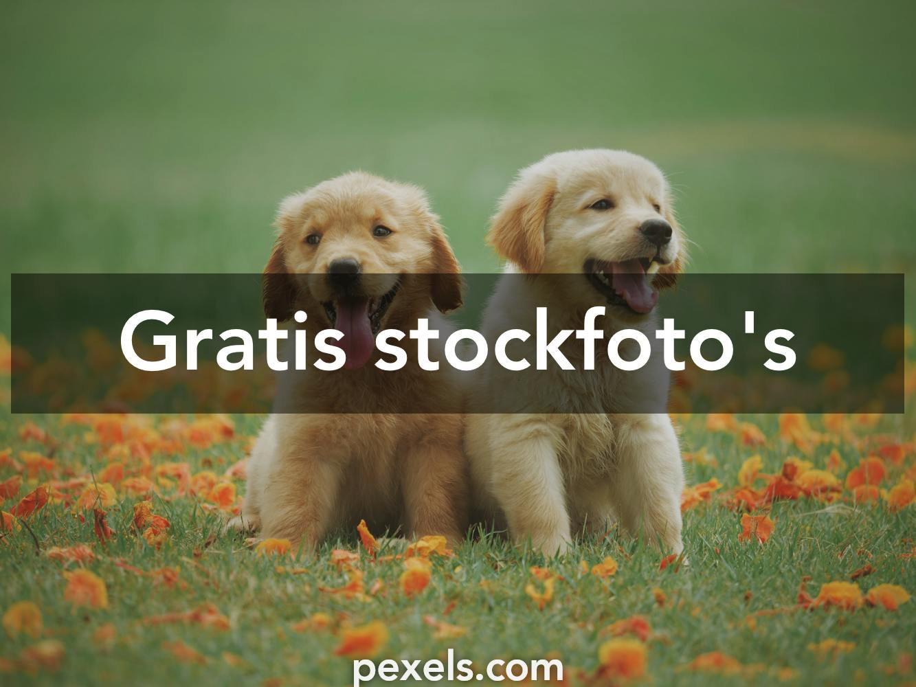 schijf ethiek jam 5.000+ beste Puppy foto's · 100% gratis downloaden · Pexels-stockfoto's