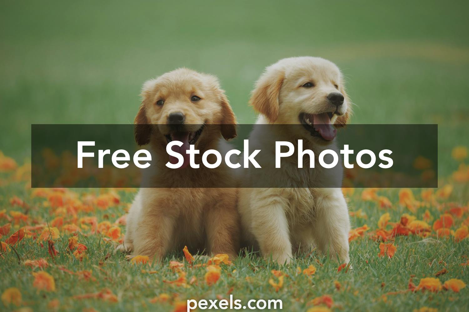 Dog Wallpaper Photos, Download The BEST Free Dog Wallpaper Stock Photos &  HD Images