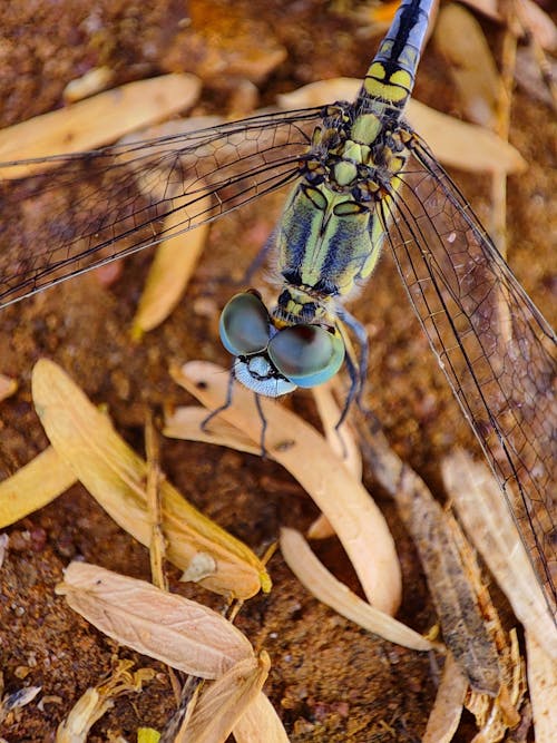 Free Macro Shot of a Dragonfly Stock Photo