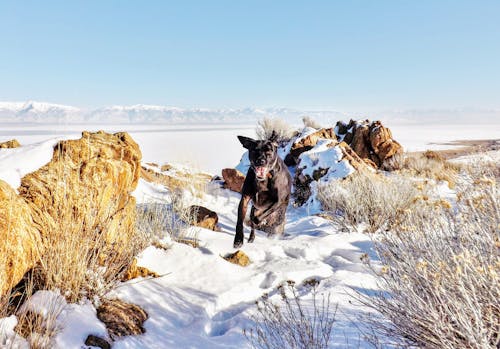 Cachorro Preto Correndo Em Campo Coberto De Neve