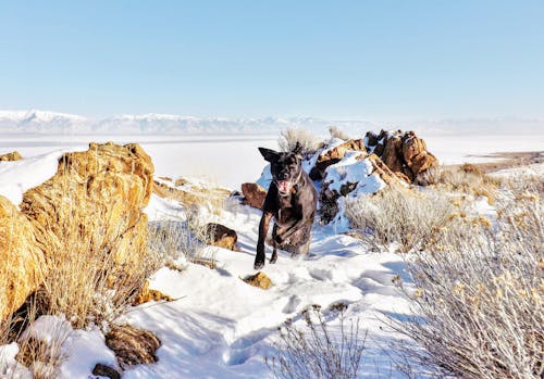 Black Dog Running on Snow Covered Field