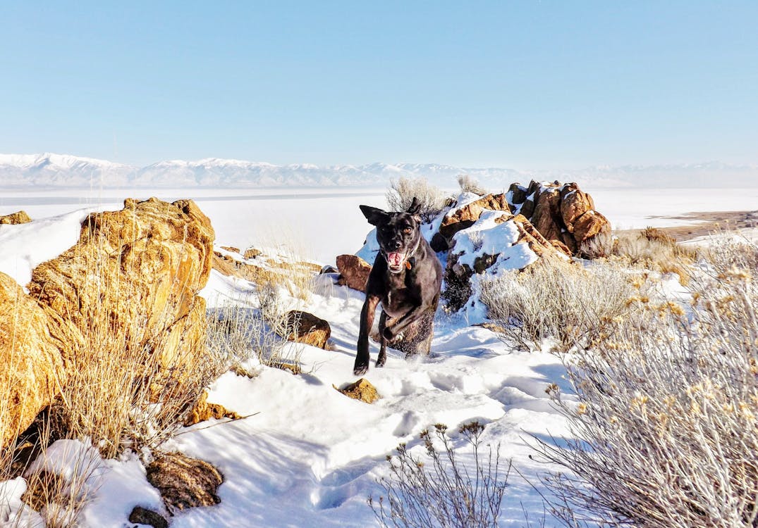 免费 黑狗在积雪覆盖的田野上运行 素材图片