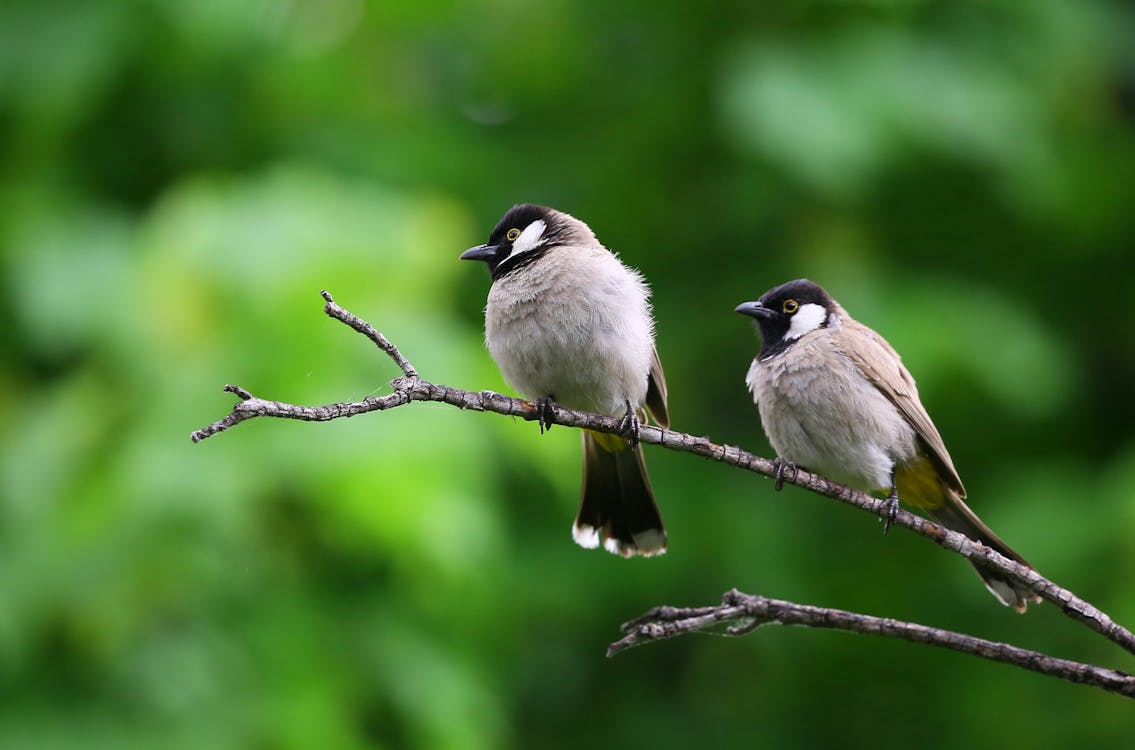 木の枝を突き刺す白と黒の鳥