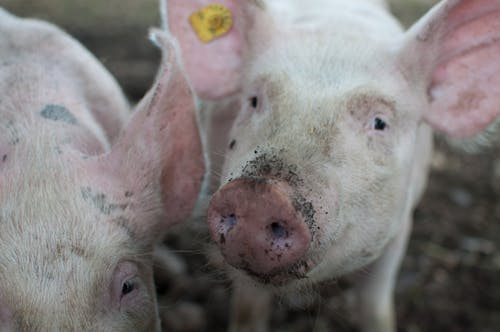 무료 돼지의 사진 닫기 스톡 사진