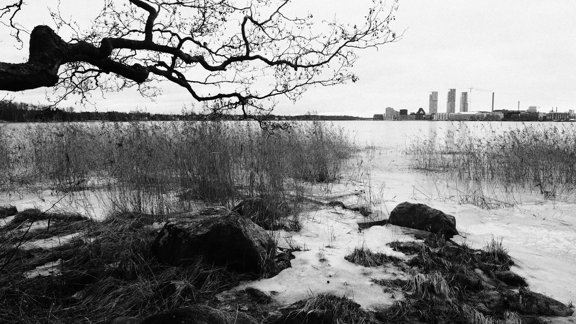 Black and white winter scene features branches and urban buildings in Helsinki, Finland.