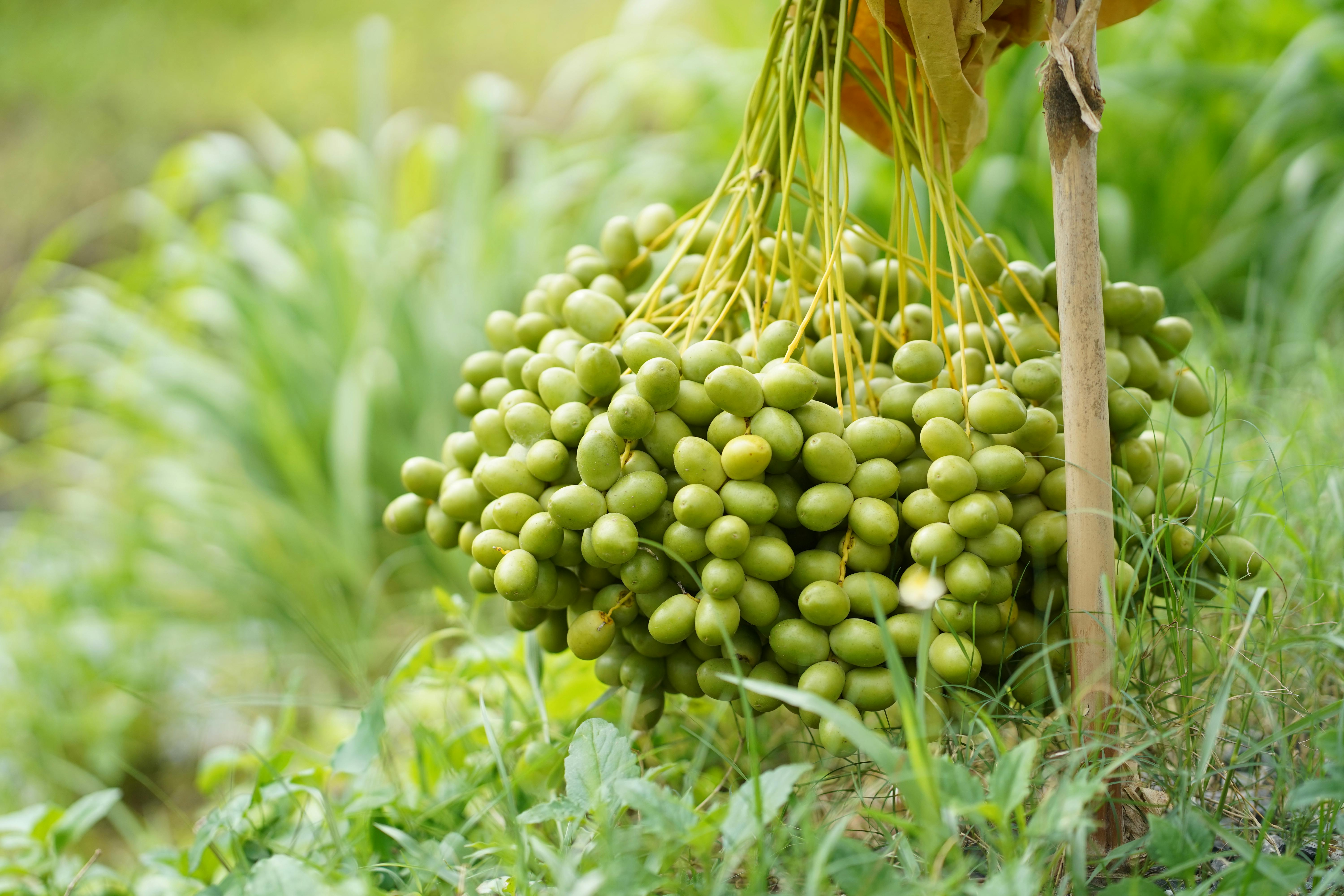 Green Date Palm Fruit In Close up Photography Free Stock Photo green-date-palm-fruit-in-close-up-photography-free-stock-photo
