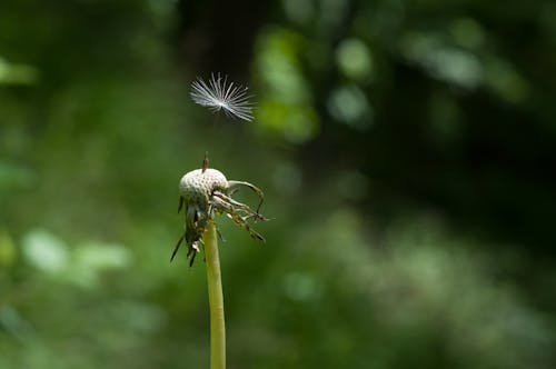 Free Dandelion Photo Stock Photo