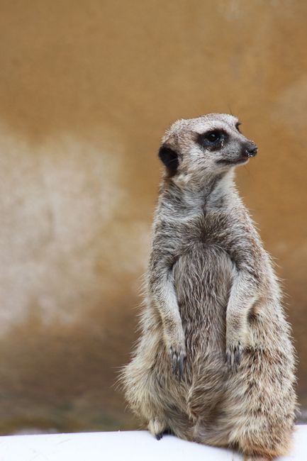 Close-up portrait of a meerkat standing upright, showcasing its curious nature in a natural setting.