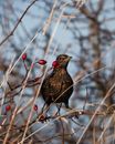 Black and Brown Bird on Brown Tree Branch