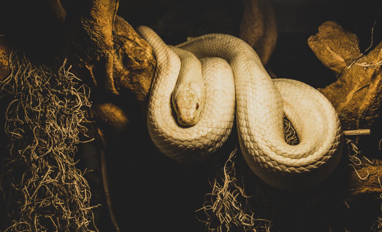 Free Beige Python on Brown Branch of Tree Stock Photo