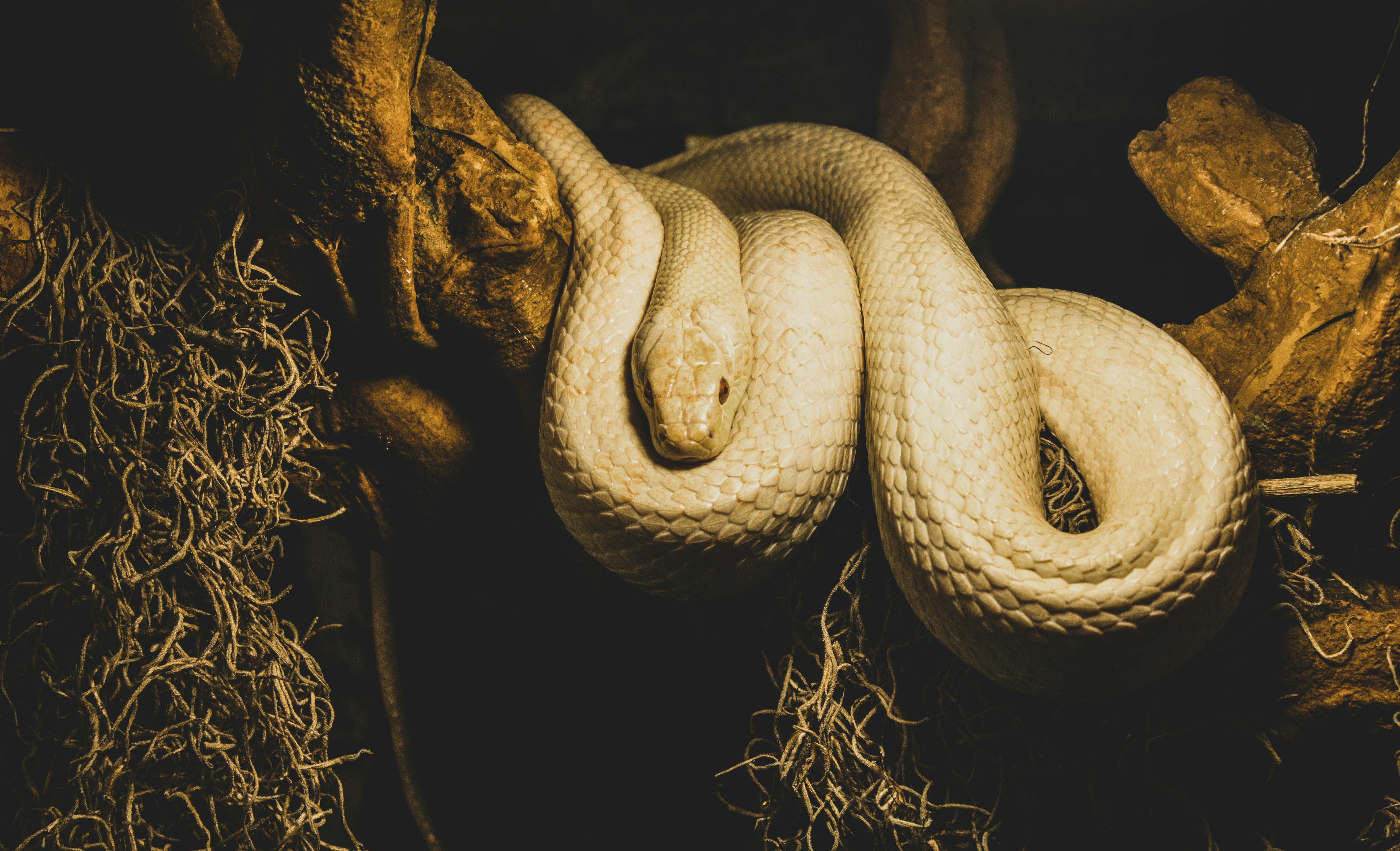Snake Photos, Download The BEST Free Snake Stock Photos & HD Images