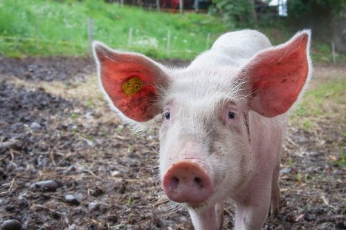 Large White pig