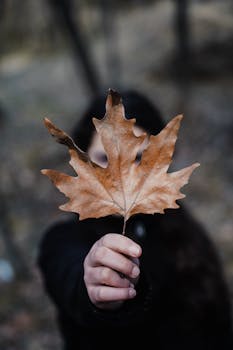 A person holding a dry maple leaf in focus with a blurred background, embodying autumn's essence.