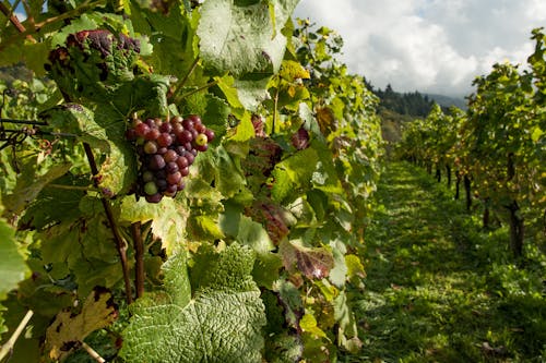 Arbre De Raisins Pourpres Sous Skt Gris