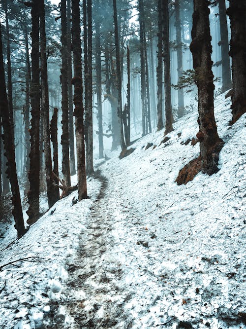 冬季, 垂直拍摄, 大雪覆盖的地面 的 免费素材图片