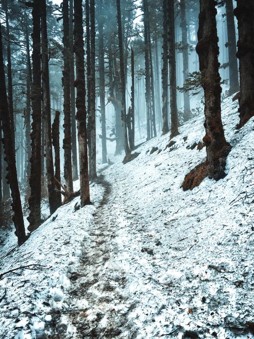 Free Captivating winter forest scene in Dhunche, Nepal with snow-covered ground. Stock Photo