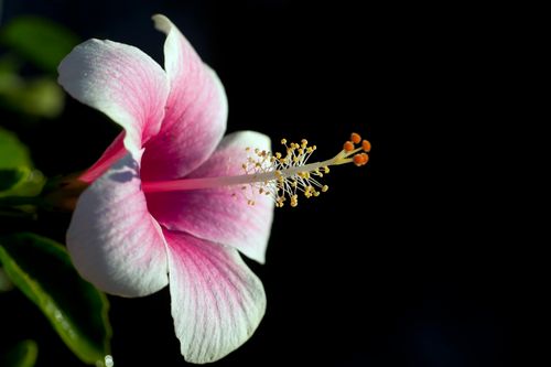 Free Vivid close-up of a blooming pink hibiscus against a black background, showcasing delicate petals and pollen. Stock Photo