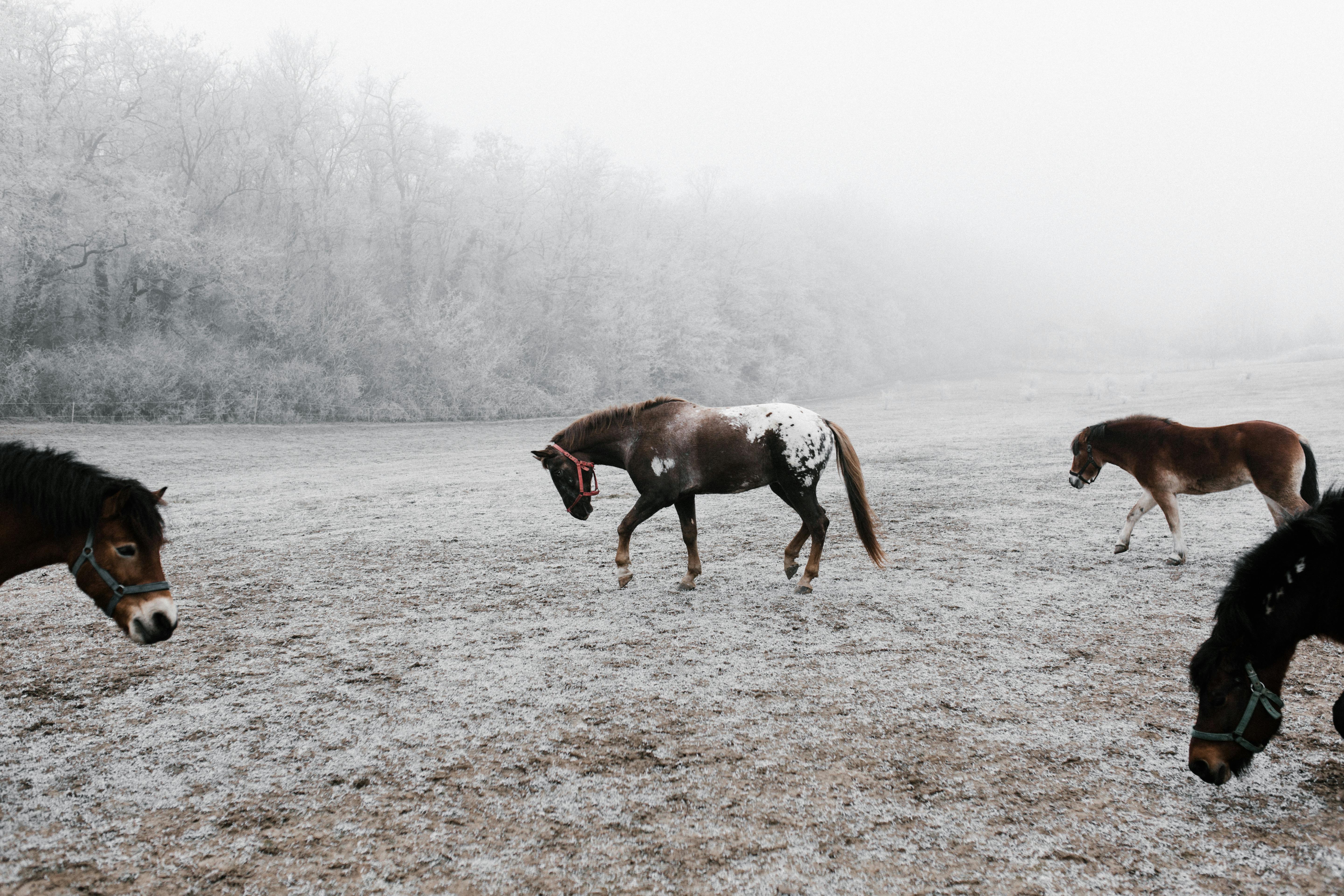 brown horse running on brown field