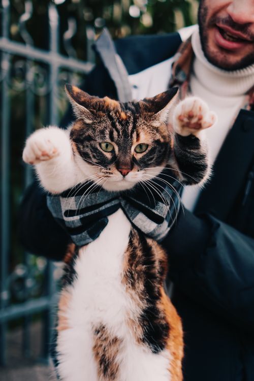 Free Adorable tabby cat being held by a person outdoors in Istanbul, Turkey. Stock Photo