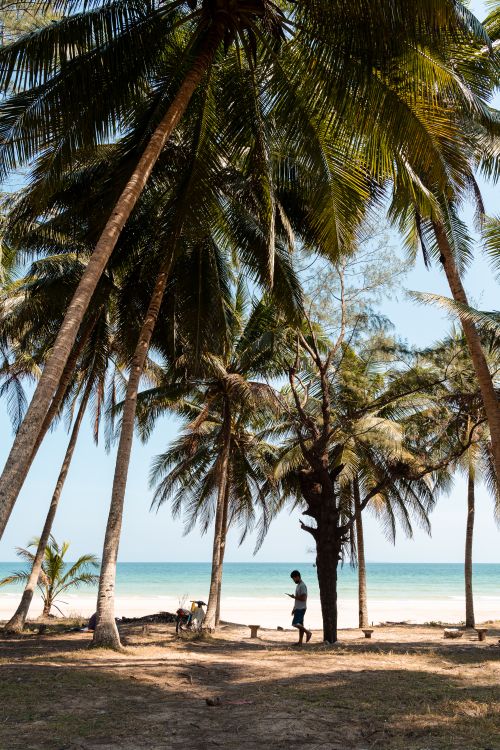 Free A peaceful tropical beach scene with palm trees and a person standing by the shore. Stock Photo