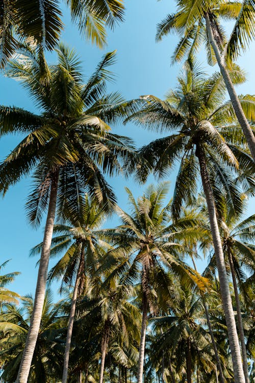 бесплатная Бесплатное стоковое фото с вертикальный выстрел, голубое небо, кокосовые пальмы Стоковое фото