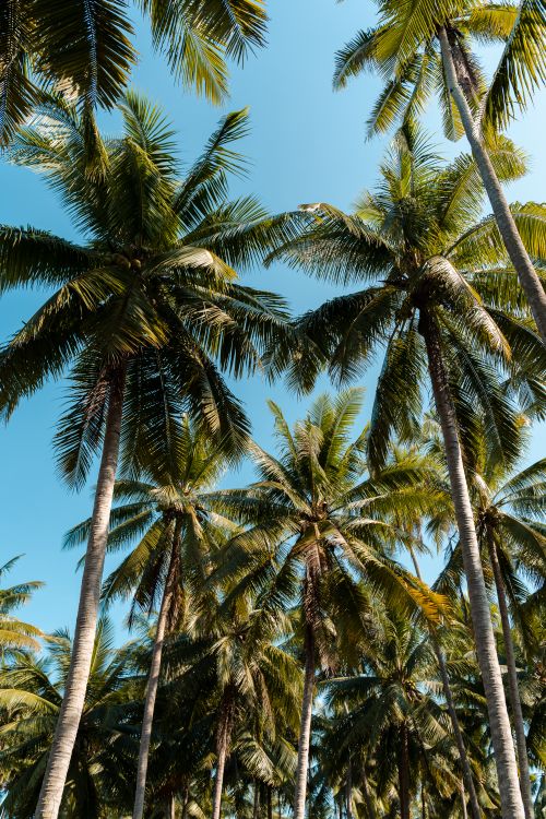 Free Low angle view of majestic coconut palm trees against a clear blue sky, capturing the essence of tropical nature. Stock Photo