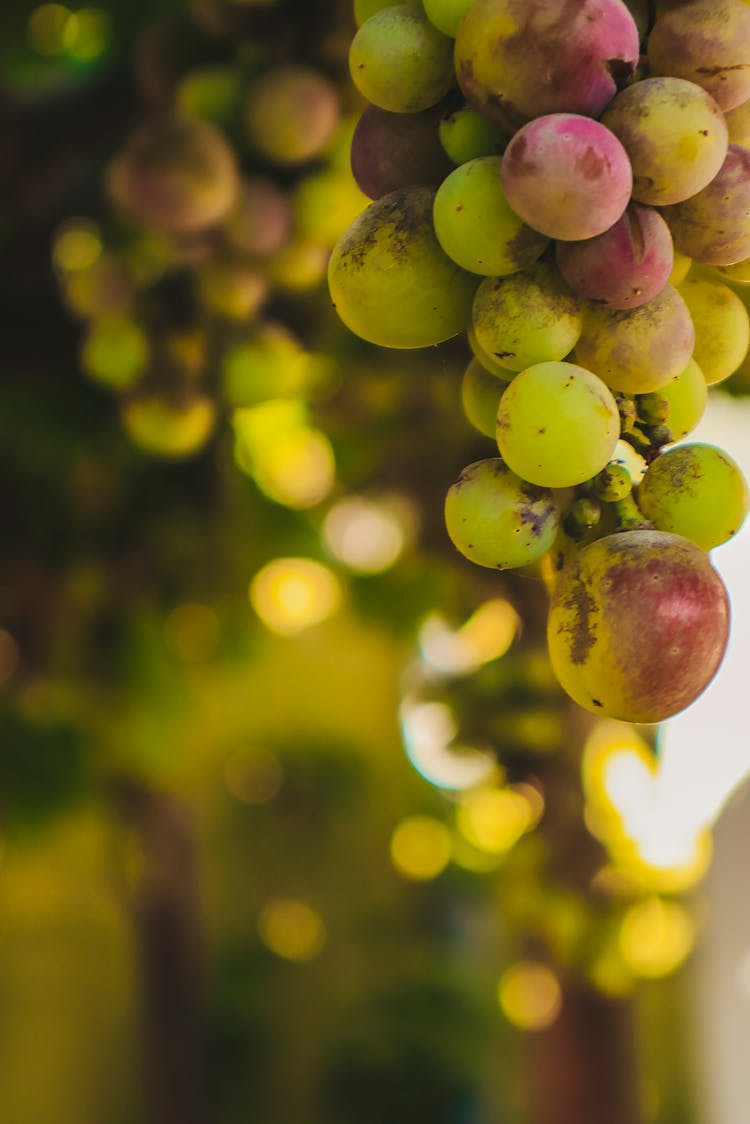 Fresh Green Grapes Hanging On A Tree 