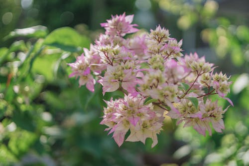 Immagine gratuita di avvicinamento, boccioli, bougainvillea