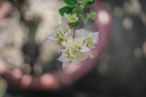 Bougainvillea Flowers with Buds 