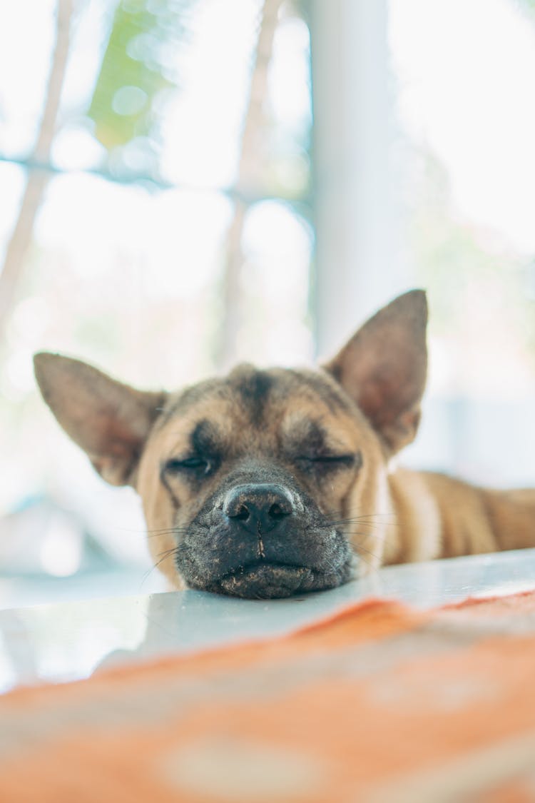 Head Of Sleepy Dog