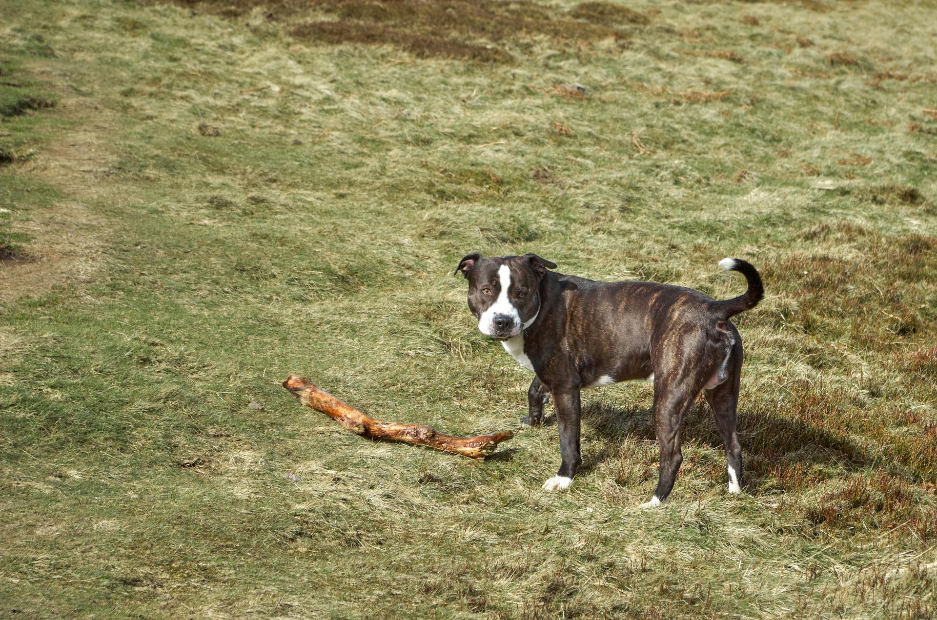 Le Staffordshire Bull Terrier à côté de la branche de l'arbre brun