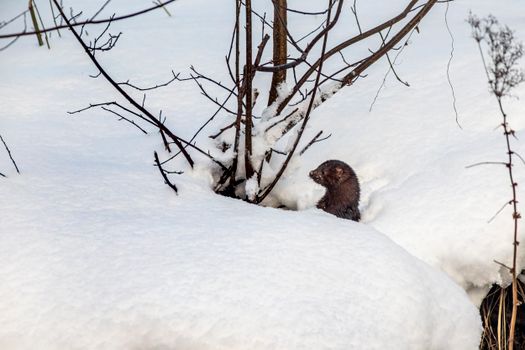 Brown American Mink on Snow Covered Ground