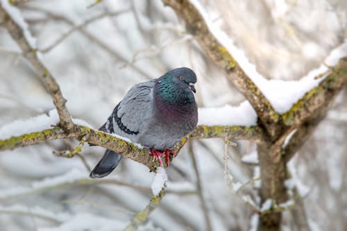Free Pigeon Perched on a Branch Stock Photo