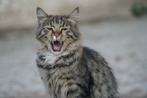 Free A fluffy tabby cat yawning outdoors in a serene setting, showcasing its fluffy fur and whiskers. Stock Photo