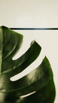 Detailed close-up of a Monstera deliciosa leaf with a light background, showcasing texture.