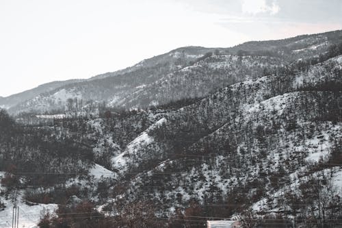 Snow Covered Mountains with Trees 