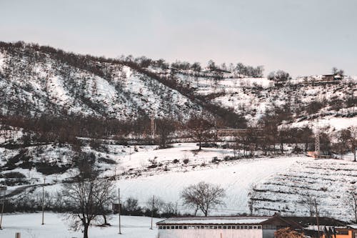 çıplak ağaçlar, evler, kar içeren Ücretsiz stok fotoğraf