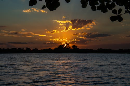 Gratis stockfoto met achtergrondlicht, bomen, goud