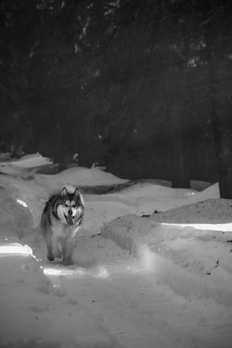 Black And White Photo Of Husky Running Through Snow