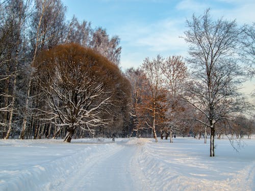 Kostenloses Stock Foto zu bäume, kaltes wetter, schnee bedeckt