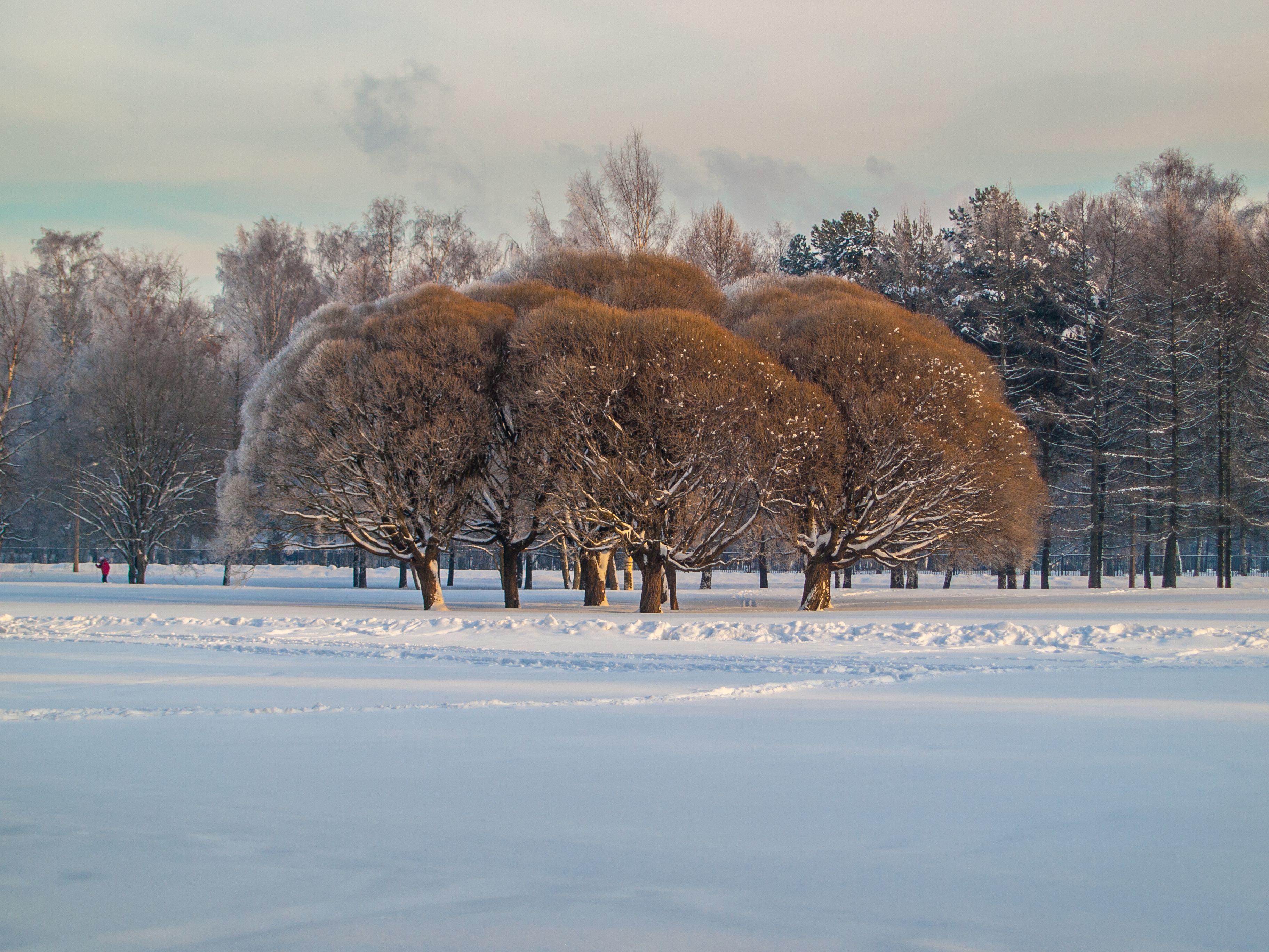 Snow-covered park in Riga, Latvia during winter with bare trees