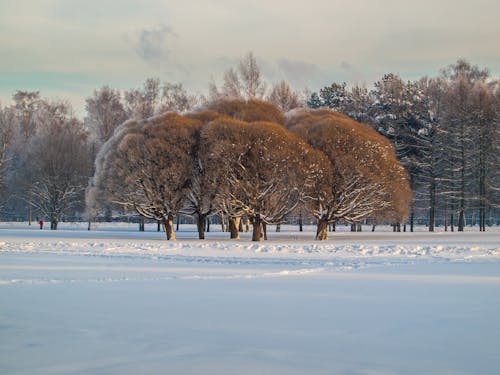 Darmowe zdjęcie z galerii z drzewa, pokryte śniegiem, śnieżny