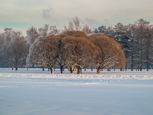 下雪的, 冬季, 大雪覆蓋 的 免費圖庫相片