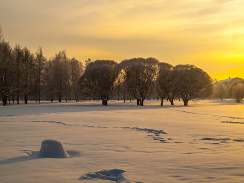 Darmowe zdjęcie z galerii z drzewa, pokryte śniegiem, śnieżny