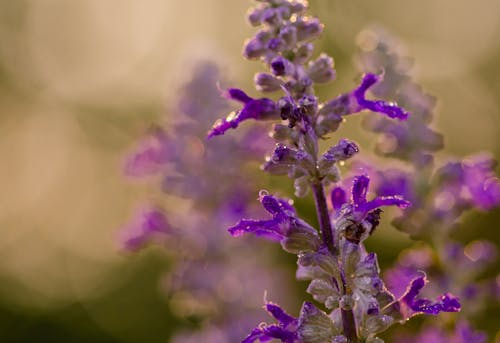 水, 滴, 紫羅蘭 的 免費圖庫相片