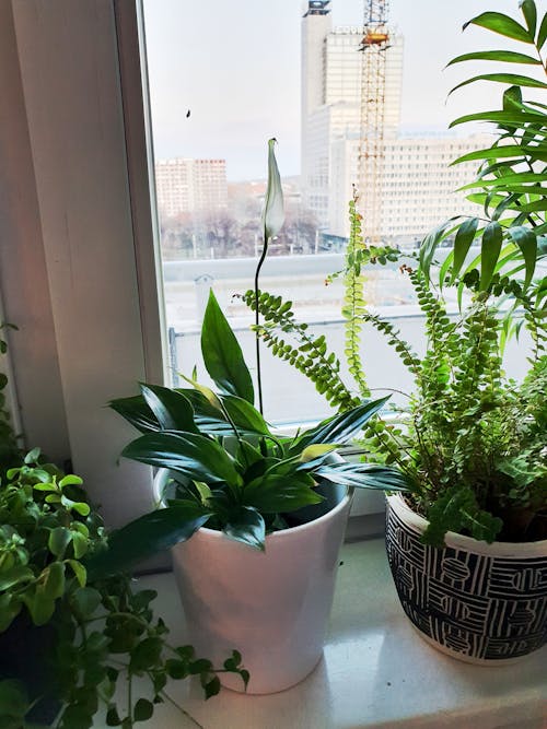 eğreltiotu, ev bitkileri, koyu yeşil bitkiler içeren Ücretsiz stok fotoğraf