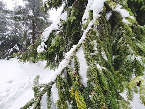 ağaç, beyaz, dağlar içeren Ücretsiz stok fotoğraf