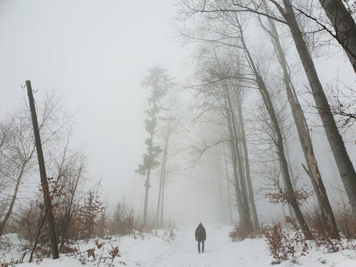 Free stock photo of autumn, fog, forest