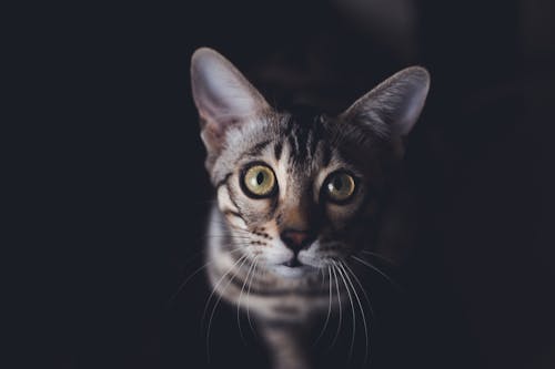 Фотография серого полосатого кота крупным планом